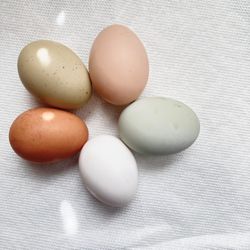 Chicken Eggs