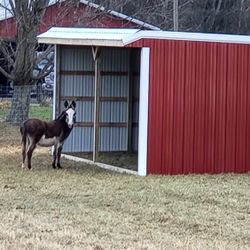 12x28x10 Horse Run Built On Site 