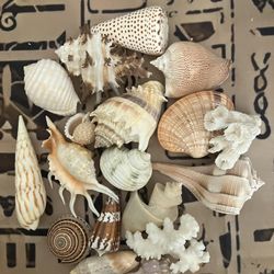 Seashells
