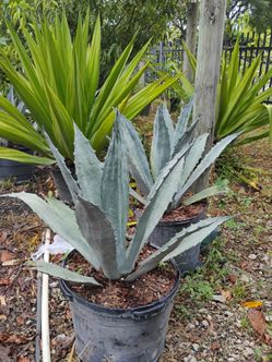 Blue agave 15gl $85