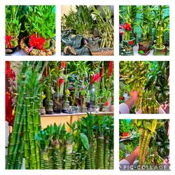 Lucky Bamboo Shop Cây trúc phát tài 