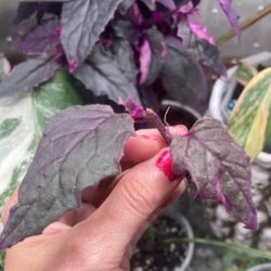 Variegated Purple Passion House Plant 