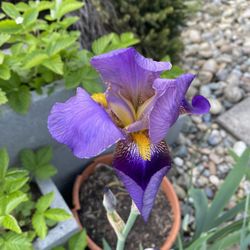 Organic Purple Iris Tubers