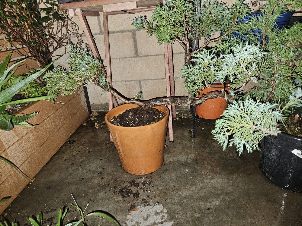 Shimpaku Juniper