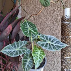 Alocasia PARASOL Plant $25