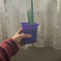 Aloe