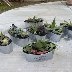 Succulent Tin Planters