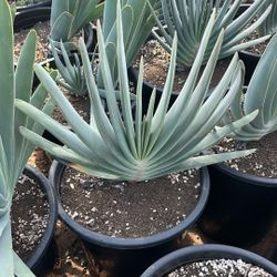 Aloe Plicatilis