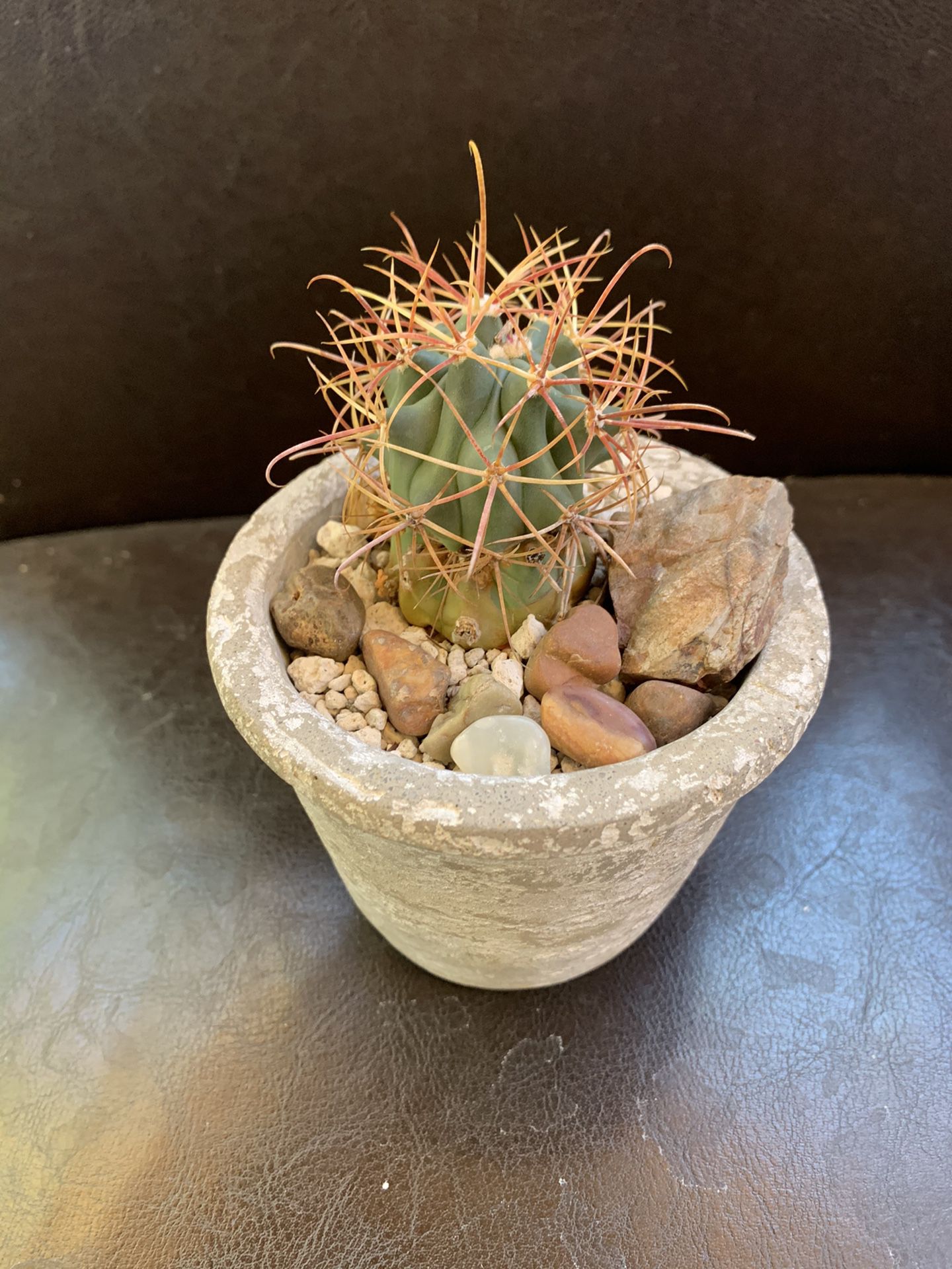 Small barrel cactus in nice pot.