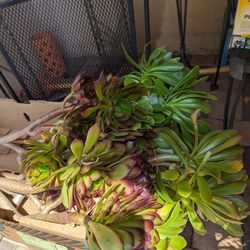 FREE Succulent Clipping Plants 