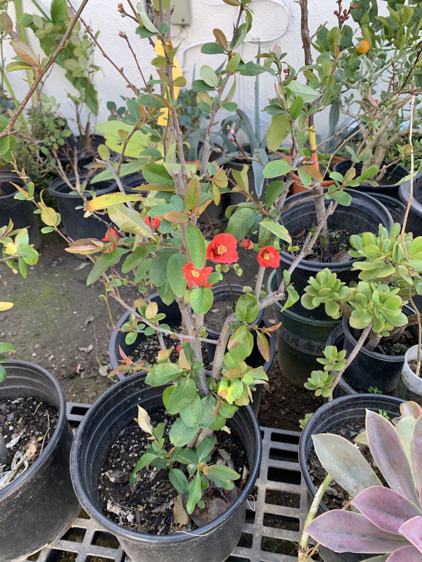 Sale $30 Each Red Flowering Quince Bush Shrub Tree in 3 Gallon Pot  Cash only  