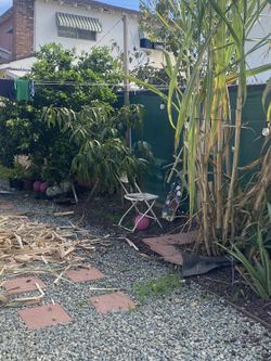 Sweet Cane ( Dulce Caña )