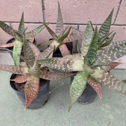 Succulent Plant - Planta Suculenta