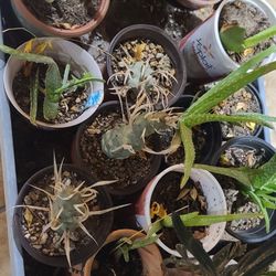 Plants $5 Dlls Ea