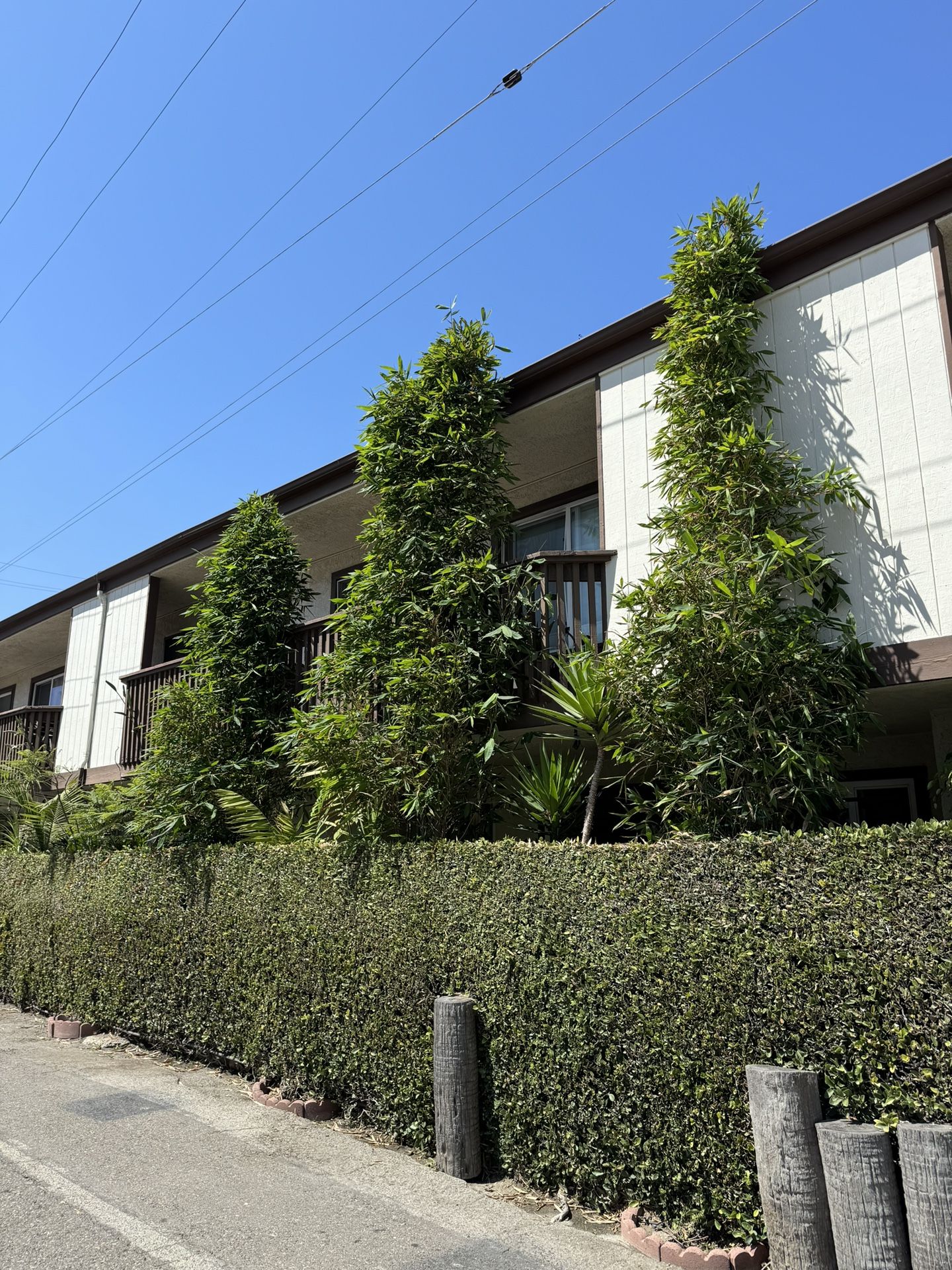 GIANT TIMBER BAMBOO INSTANT PRIVACY