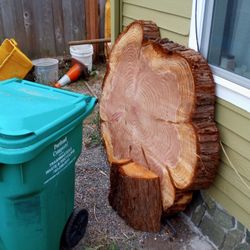 Live Edge Redwood Rounds 220 Each
