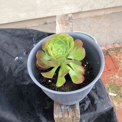 Succulent 