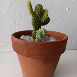 Succulent/Cactus