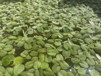 Pond Plants