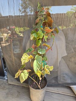 Large Potted Polka Dot Begonia Plant