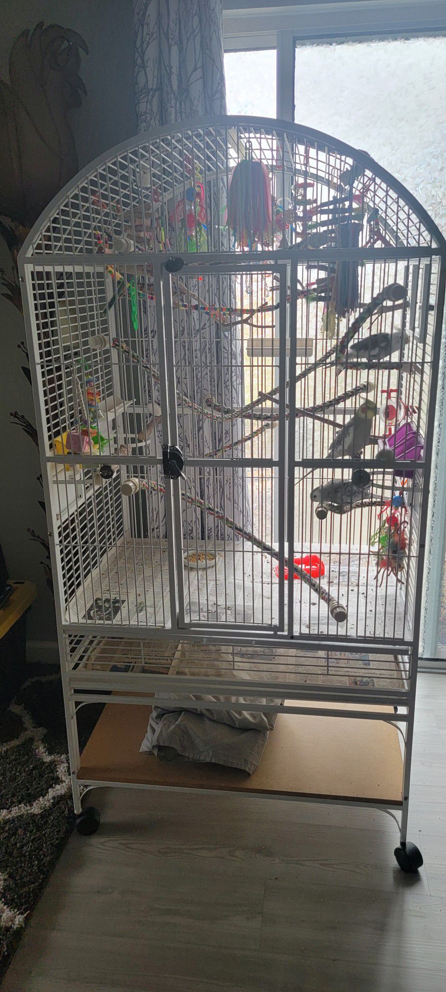 Bird Parrot Cockatiel Cage