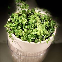 String of Turtles in Petite Pink Ceramic Pot
