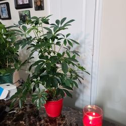 Umbrella Plant 