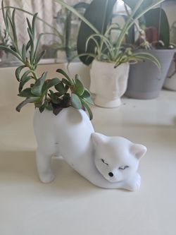Planta decorativa..