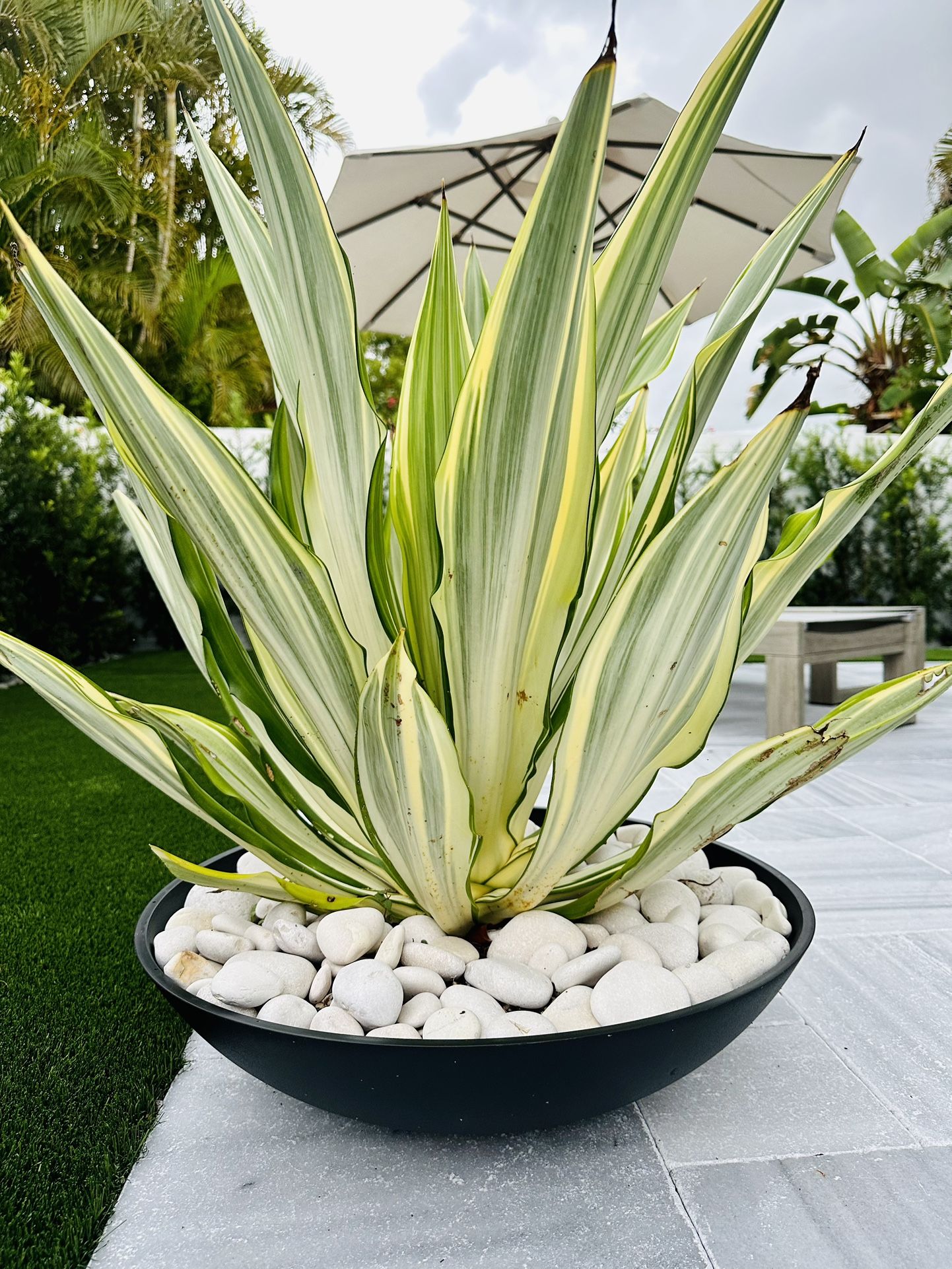 Pottery Barn Hevea Outdoor Bowl Planters with Plant