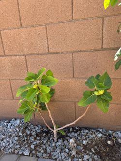 FIG tree grown in ground Pre order