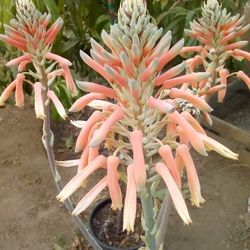 🪴Aloe Vera Plant (Savila)