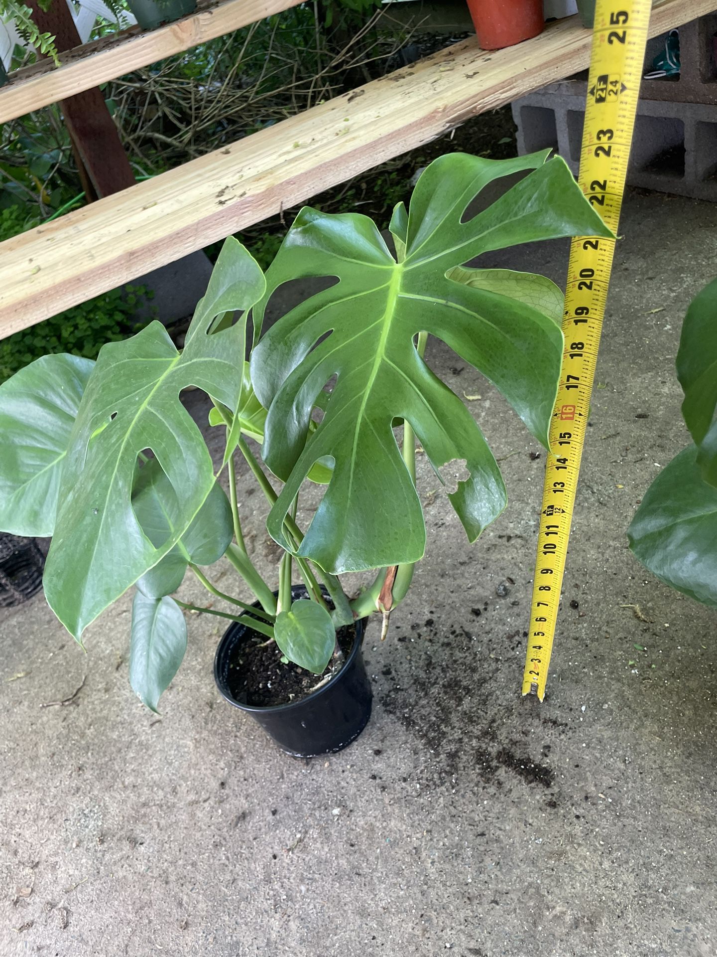 Jumbo Leaf Monstera Deliciosa (7” pot) these 3 exact plant, now$40ea/reg.$50ea 95820