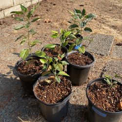 Honeycrisp Apple Tree Starts – Healthy Young Trees 🌳🍎