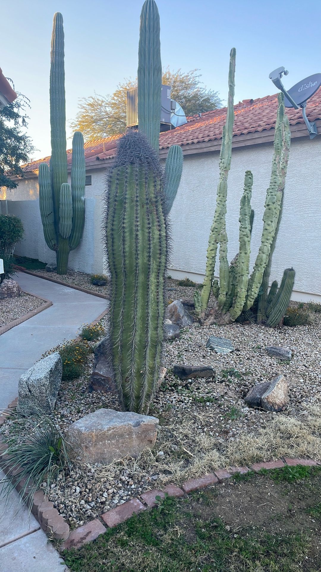 Saguaro Totem Pole And Organ Pipe