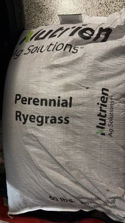 New winter Rye  grass