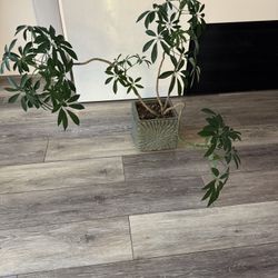 Umbrella Plant In Ceramic Pot