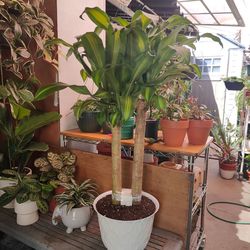 Dracaena Cane Plant