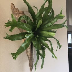Wall Mounted Birds Nest Fern Etc