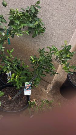 Kishu  mandarine citrus tree 15 gallons