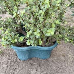Portulacaria