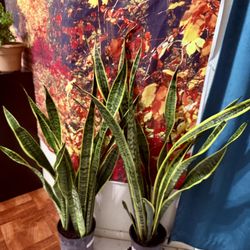 👉3 Feet 3 Inches♥️BEST PLANT ON PLANET♥️Snake Plants In 7” pot