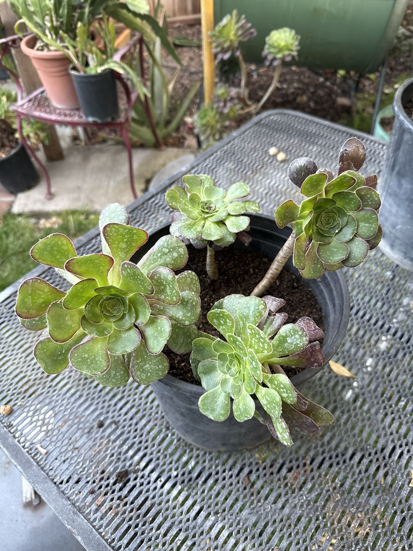 Succulent Heads