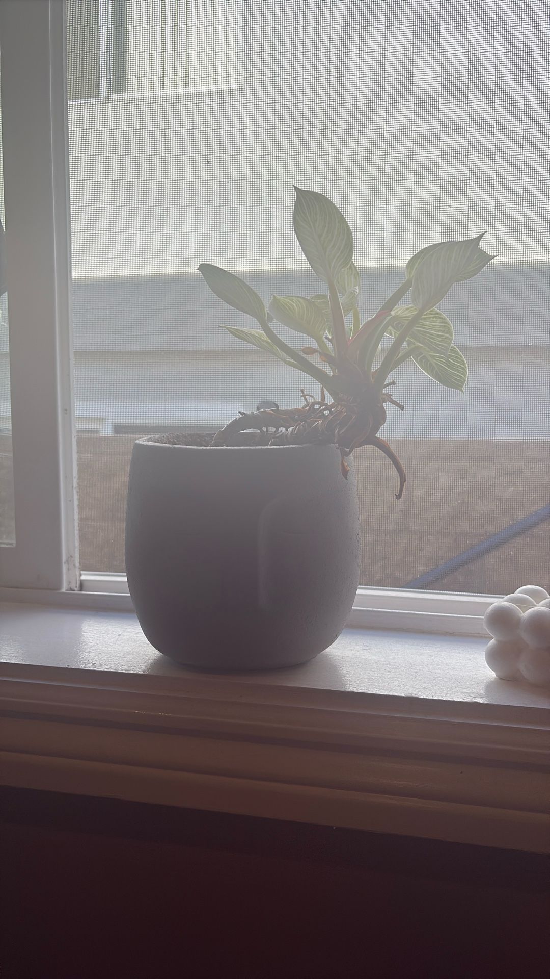 Plant with Pot