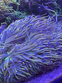 Fake Dragon Tamer Torch