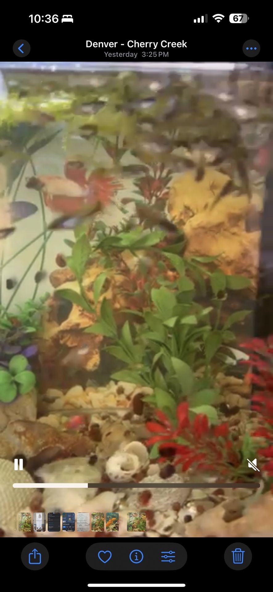 Fish Tank