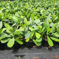 Beautiful Clusias Plants  1 Feet Tall!!! Fertilized 