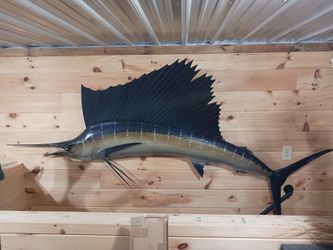 Sail fish Replica Mount