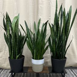 Three ⑶ Large Snake Plants w/ Planter Pots (sold separately)