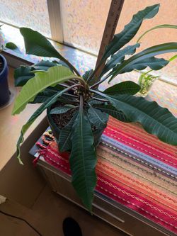 Madagascar jewel plant