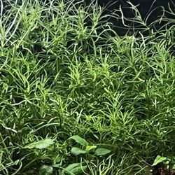 Pogo Stemon Water Plants